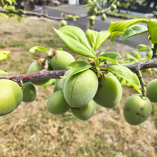 Rubiconさんの実例写真