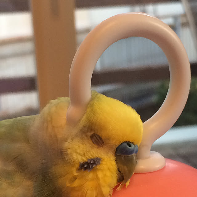 ouchi7daisukiさんの実例写真