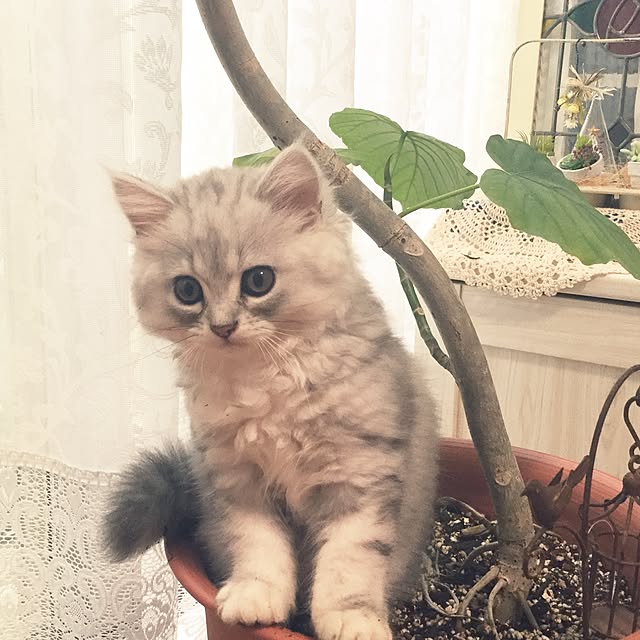 mikittyさんの実例写真