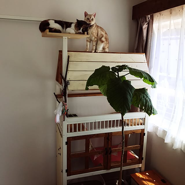 bambi_eyeさんの実例写真