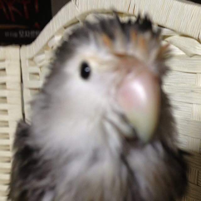 Chicoさんの実例写真