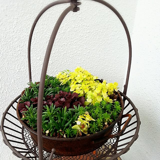 玄関/入り口/植物のインテリア実例 - 2014-09-04 01:44:36
