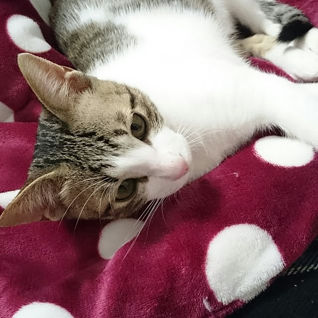 tykiさんの実例写真