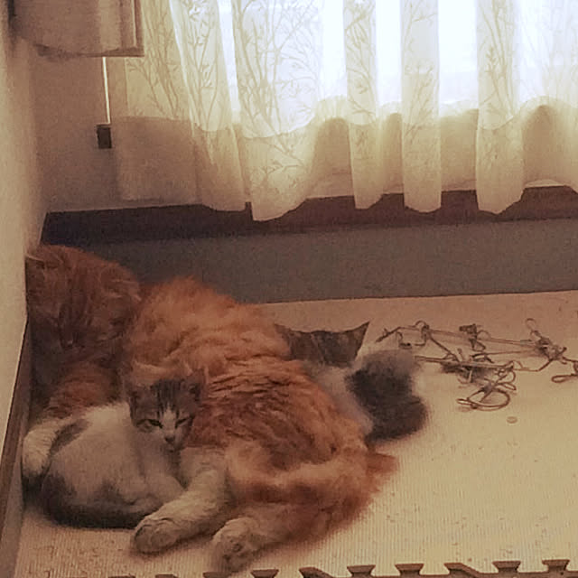 piyolandさんの実例写真