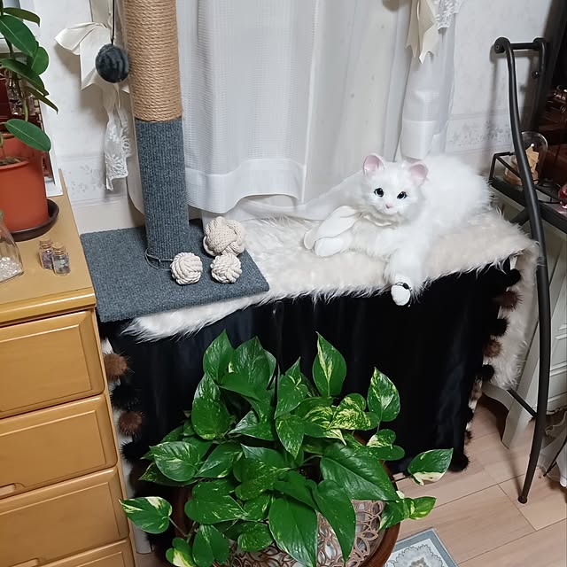 Miuさんの実例写真