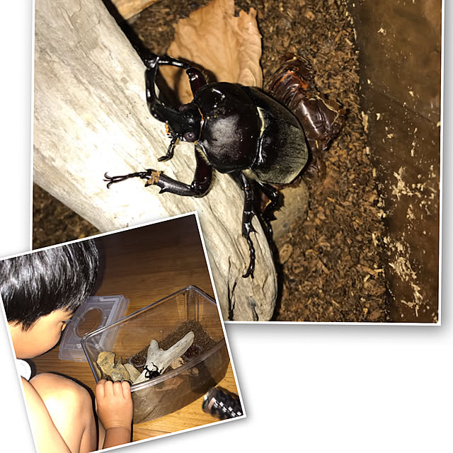 elさんの実例写真