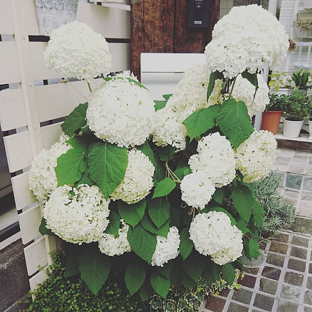 rabiさんの実例写真