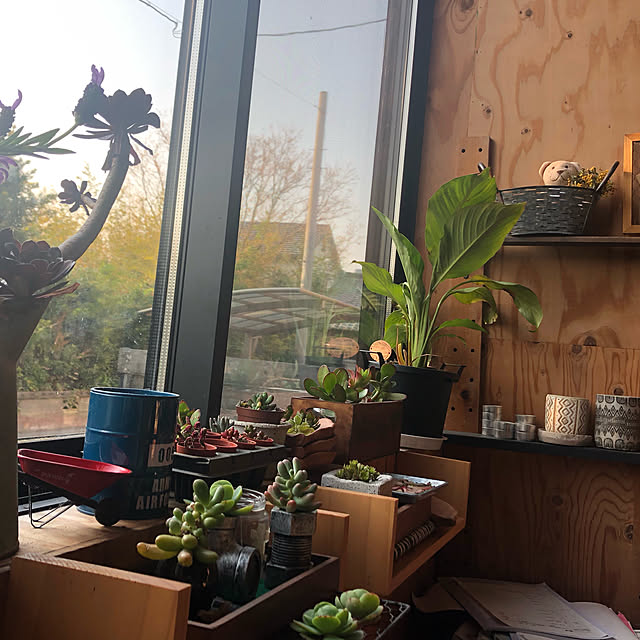 雑貨/観葉植物/多肉植物/壁/天井のインテリア実例 - 2020-04-29 06:58:13
