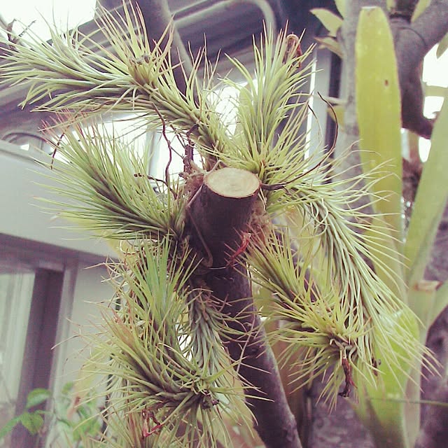 Plantexhibitionhallさんの実例写真