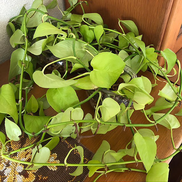 uchidaizuさんの実例写真