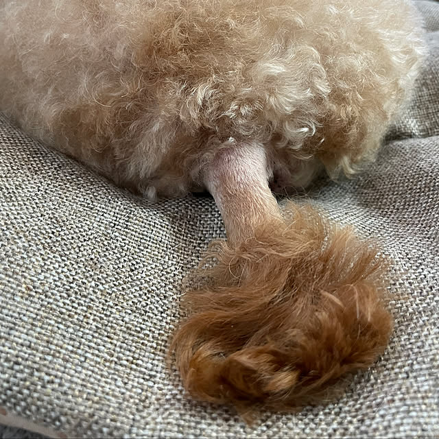 nekosamaさんの実例写真