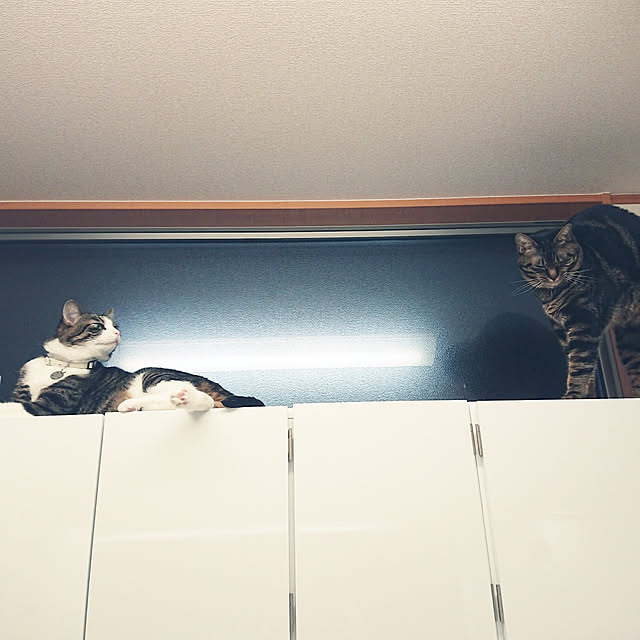 noguriさんの実例写真