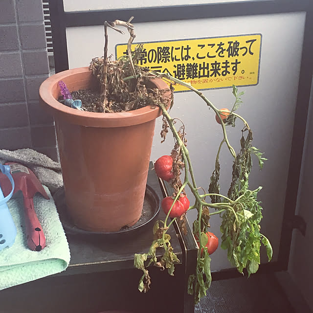 Kenji_AOYAGIさんの実例写真
