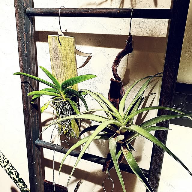 rimoleoさんの部屋