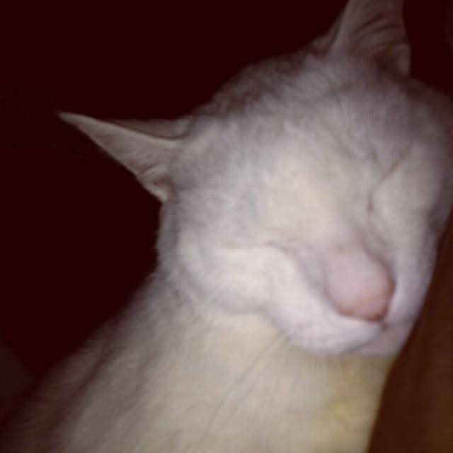 kamechanさんの実例写真