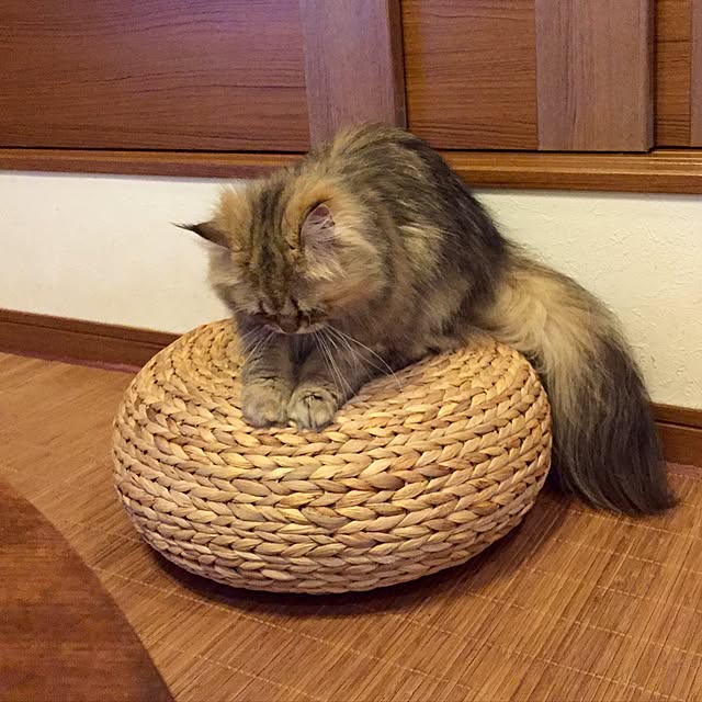 butachanさんの実例写真