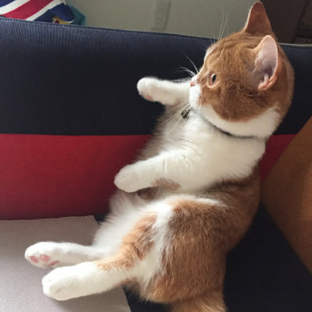 KotarouKunさんの実例写真