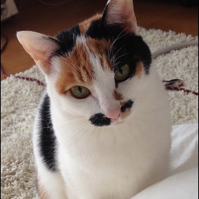 Kinanさんの実例写真