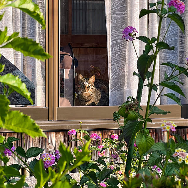 mohhaさんの実例写真