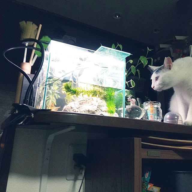 Mikaさんの実例写真