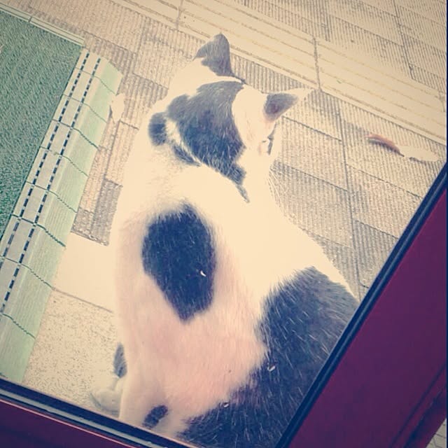 Yayoiさんの実例写真