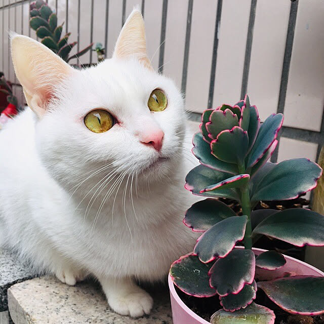 pcu110さんの実例写真