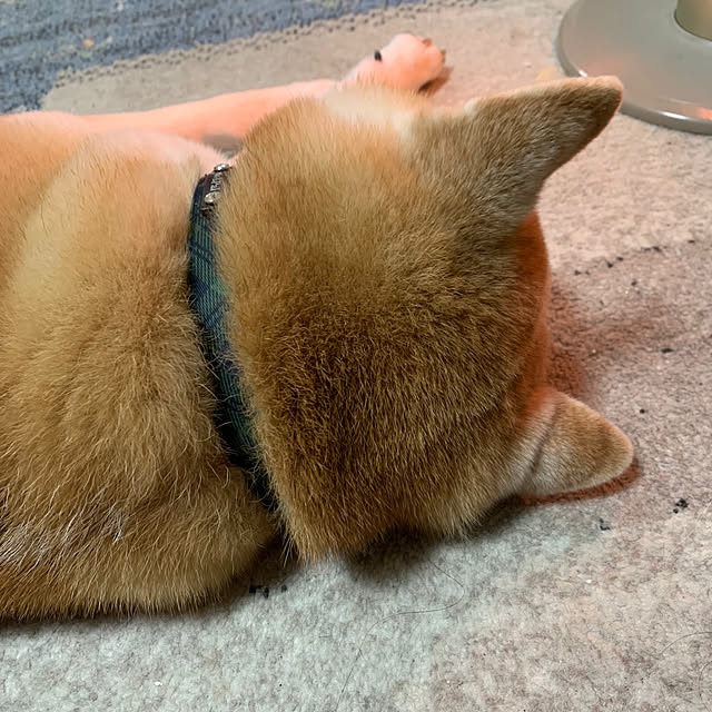 kotatsuさんの部屋