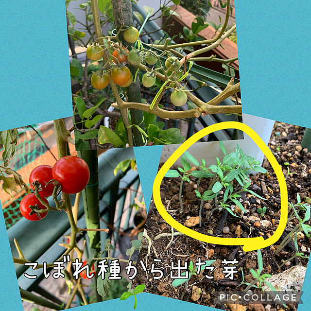Aqettyさんの実例写真