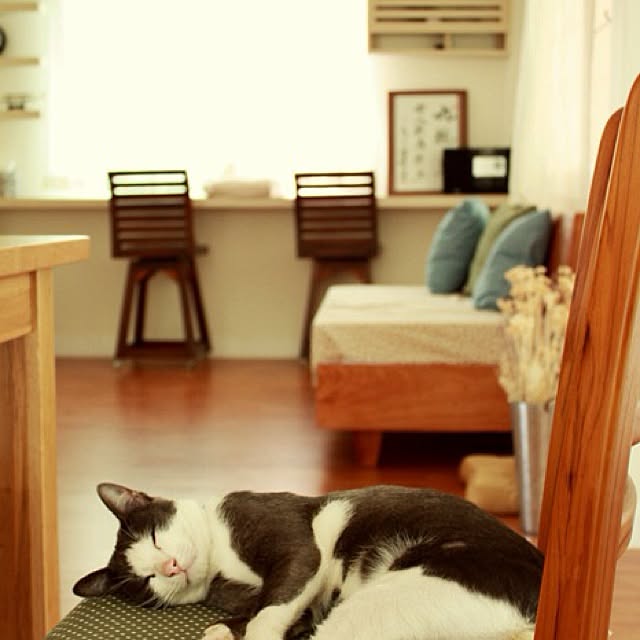 リビング/catのインテリア実例 - 2013-06-18 19:25:37