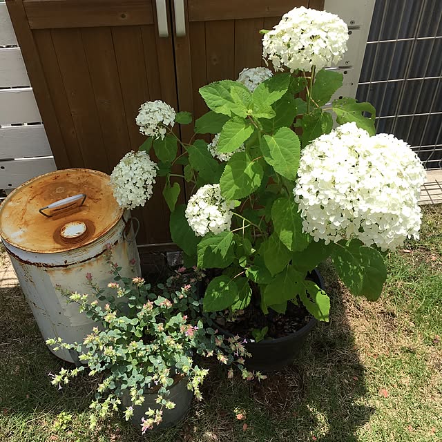 ikさんの実例写真