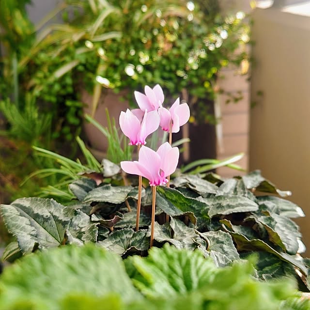 YuriYuriさんの部屋