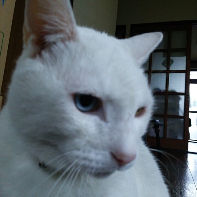 kamechanさんの実例写真