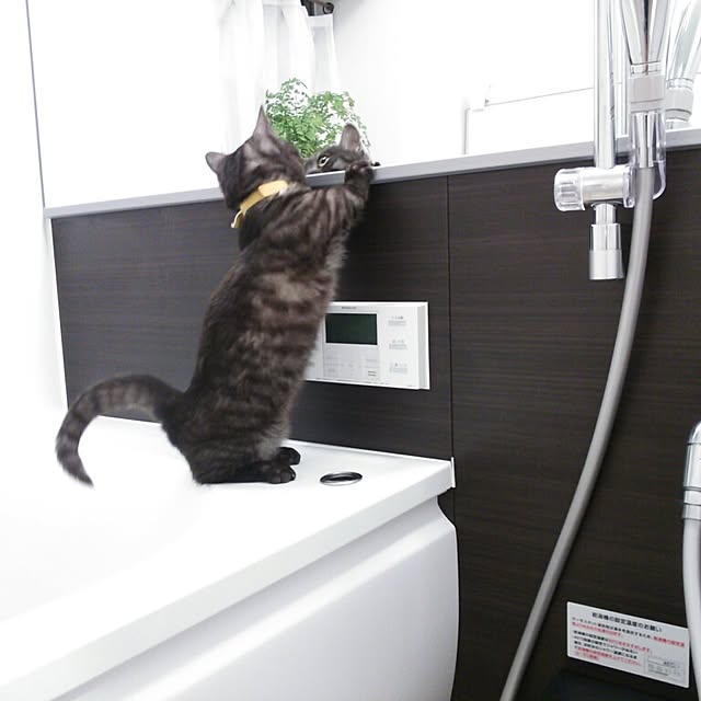 tomatoさんの実例写真