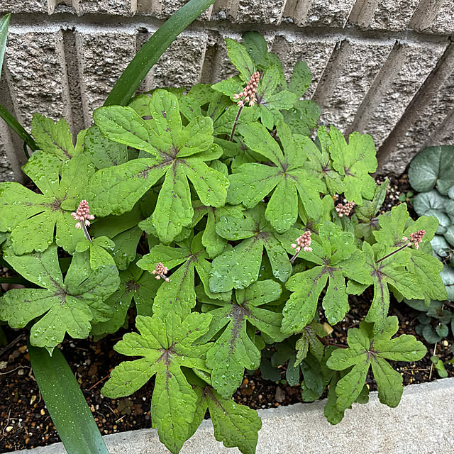 romiromiさんの部屋