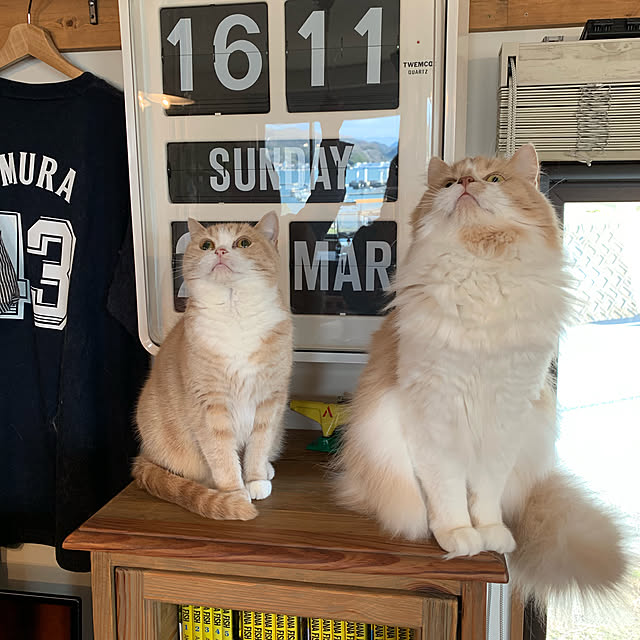 maruさんの実例写真