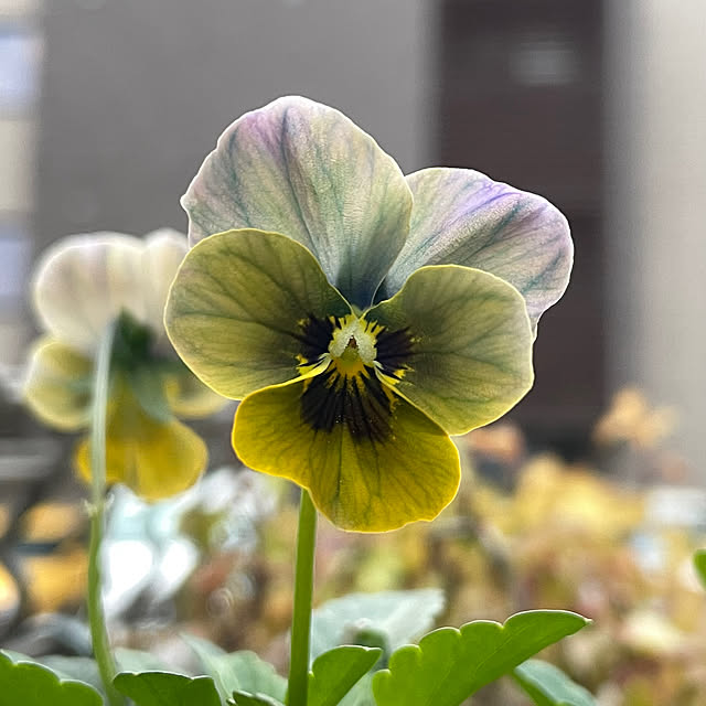 shiropenguinさんの部屋