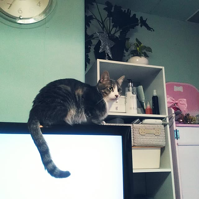 coronさんの実例写真