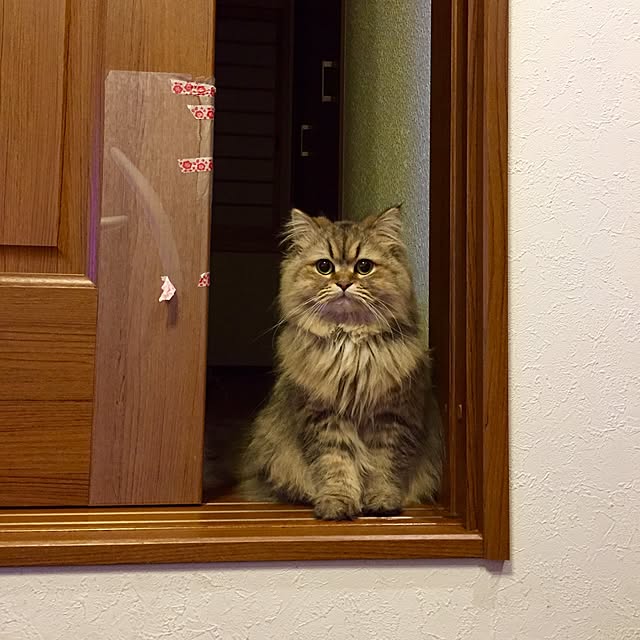butachanさんの実例写真