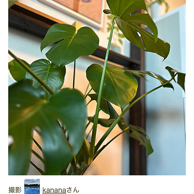 kananaさんの実例写真