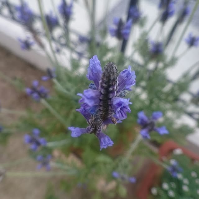 whitebirdさんの実例写真