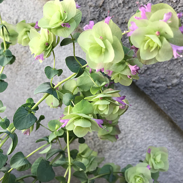fuuさんの実例写真