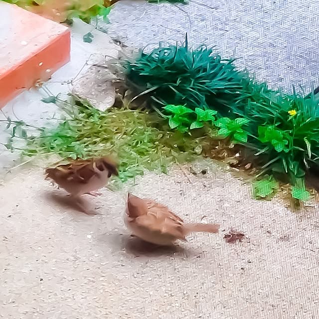 faunさんの部屋