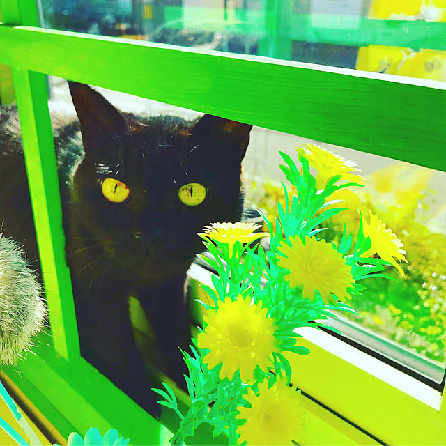 Asamiさんの実例写真