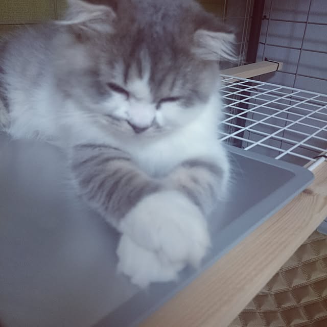 montboo5さんの実例写真