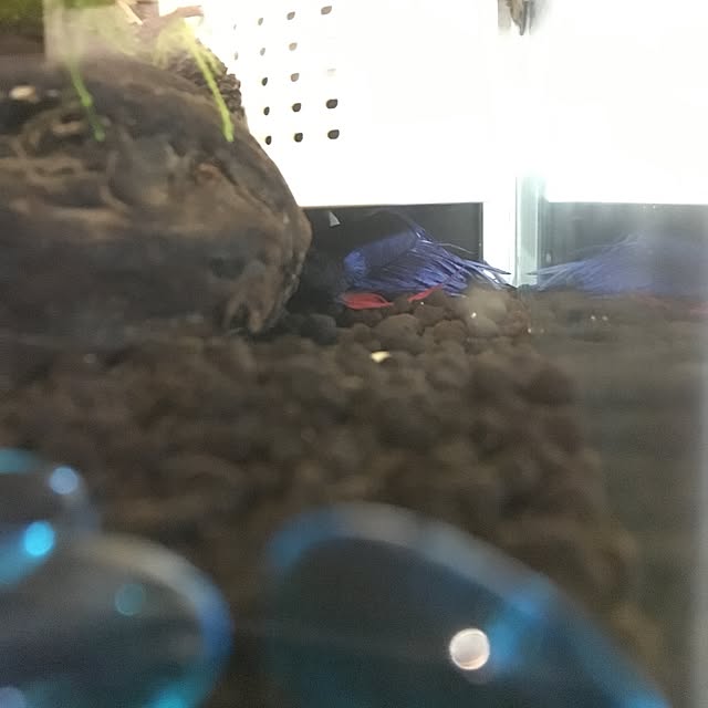 tetra163さんの実例写真
