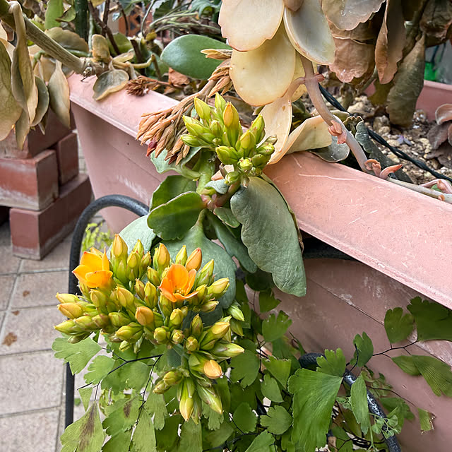 Aqettyさんの部屋