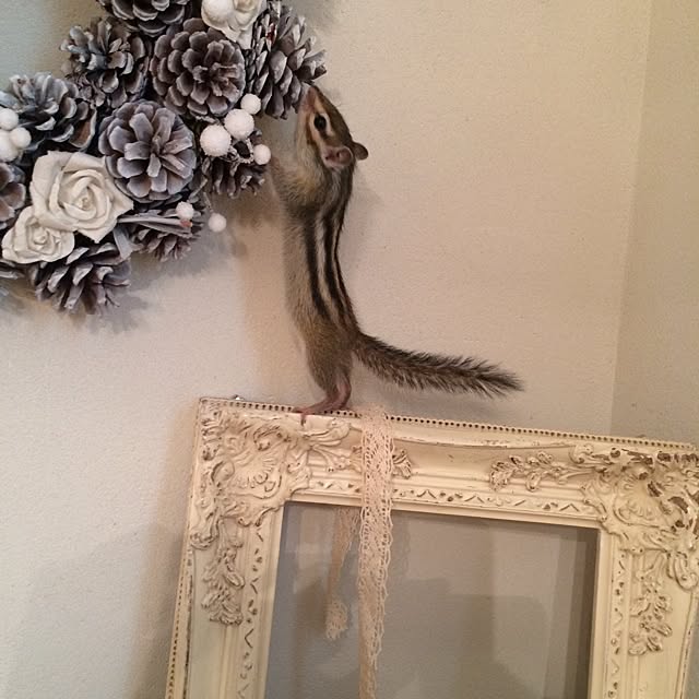 yururinさんの実例写真