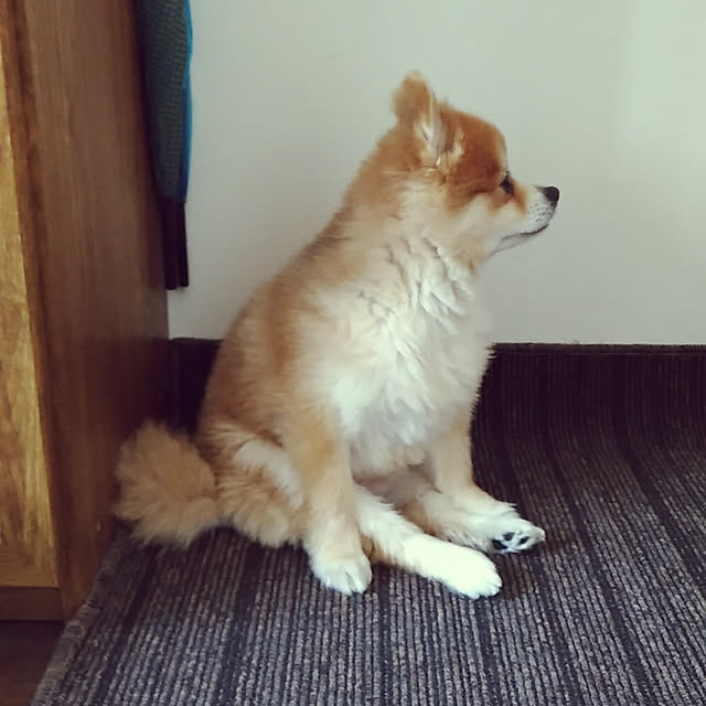 budoupanさんの実例写真