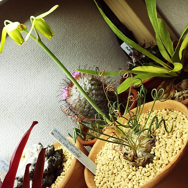 S-Tillandsiaさんの実例写真