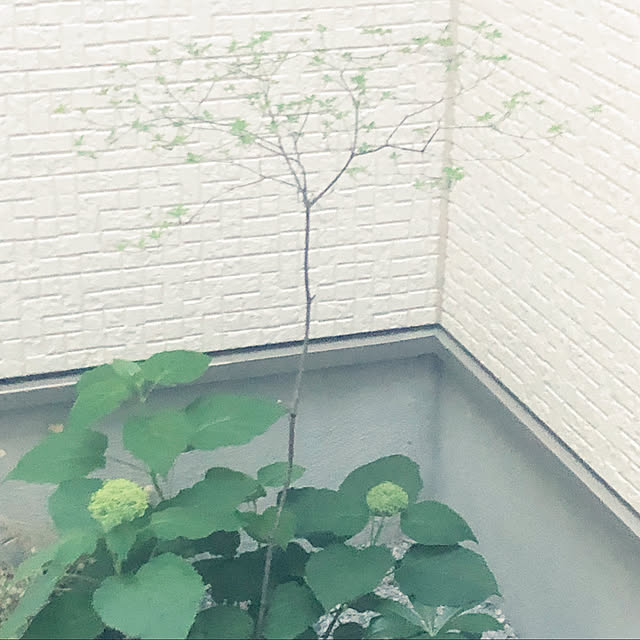 yuyuさんの実例写真